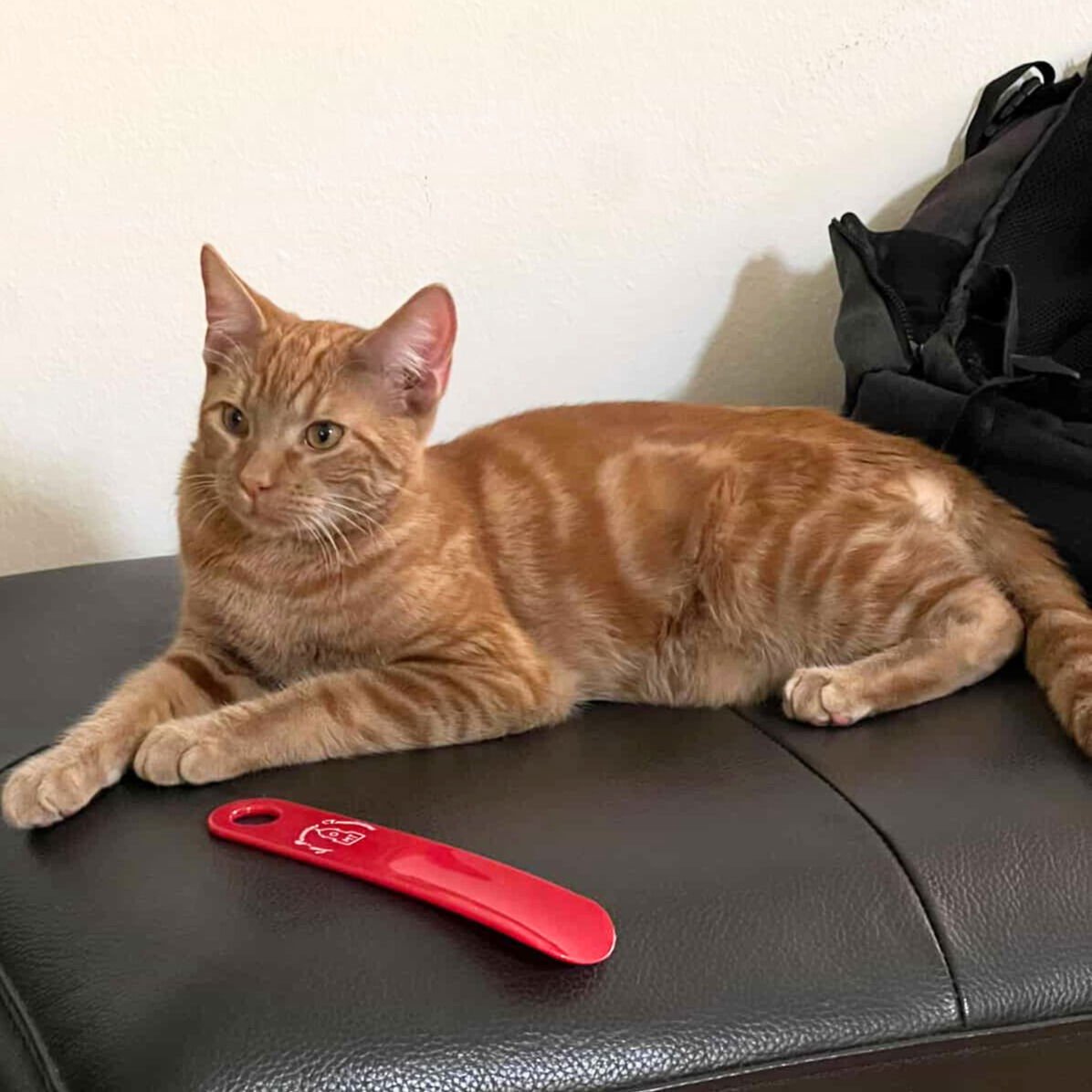 FRINGEFISH - Domestic Short Hair available for adoption