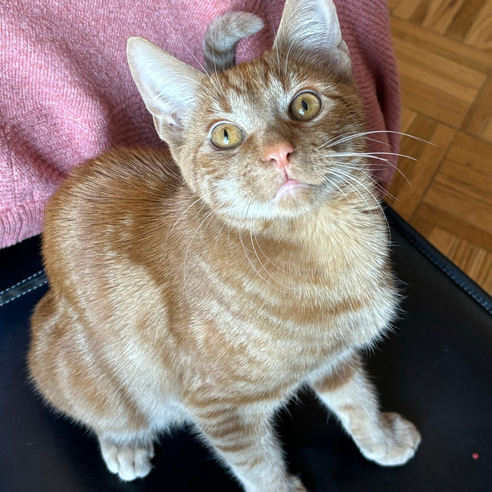 Fringefish - Photo 3