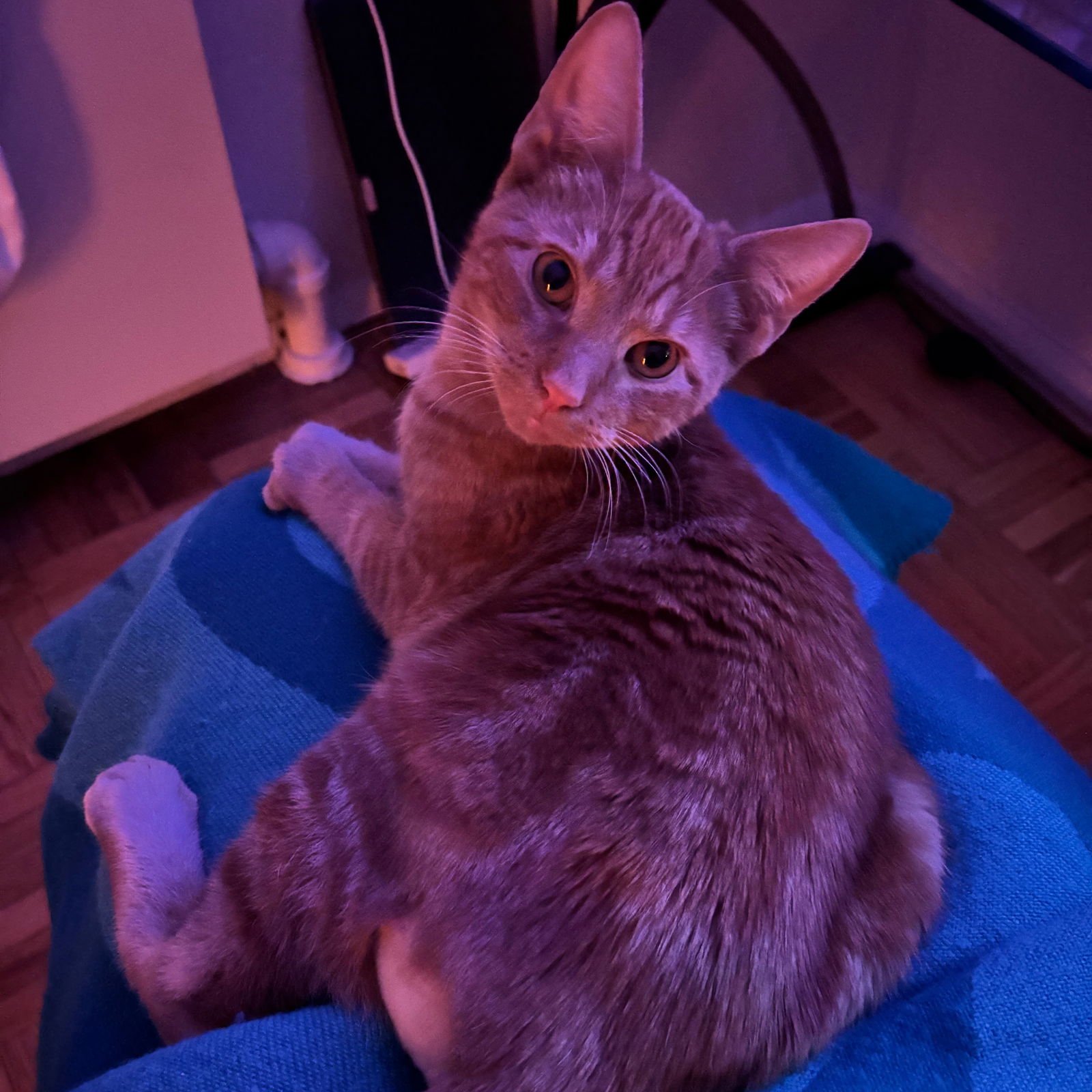 Fringefish - Photo 4