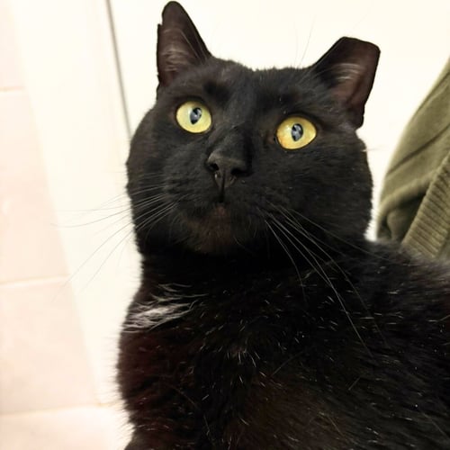 SHADOW VOID - Domestic Short Hair available for adoption