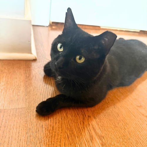SHADOW VOID - Domestic Short Hair available for adoption