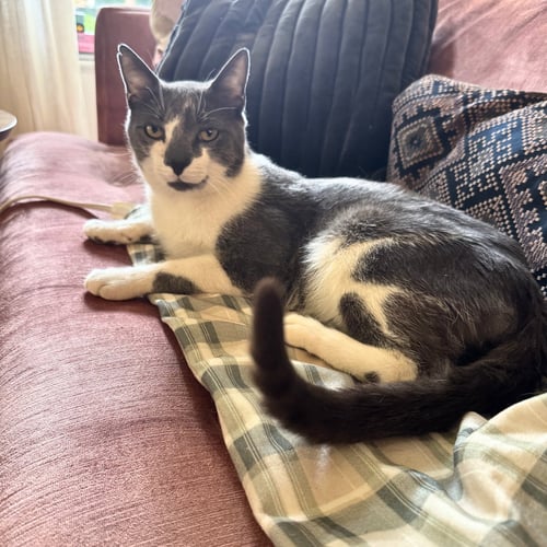 MANHATTAN BOUND - Domestic Short Hair available for adoption