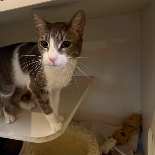 FELIPE - Domestic Short Hair available for adoption