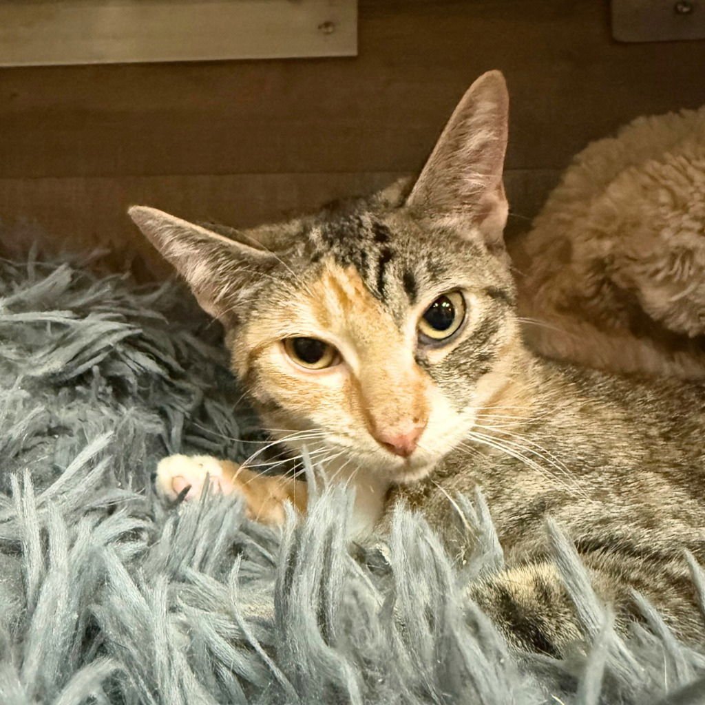 PENN & WEBSTER - Domestic Short Hair available for adoption