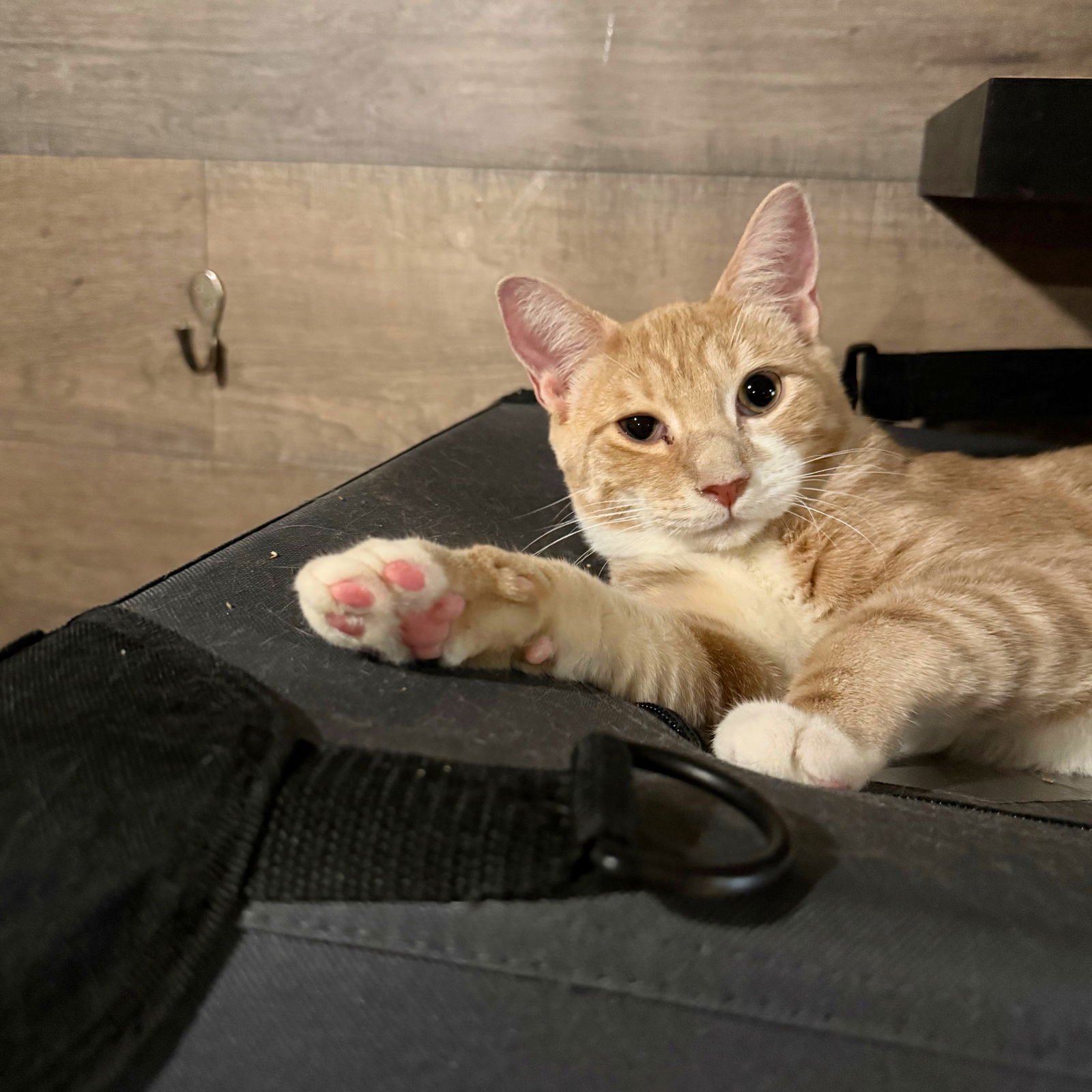 Penn & Webster - Photo 3