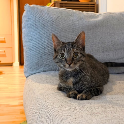 POPPI - Domestic Short Hair available for adoption