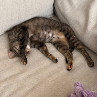 Poppi - Photo 2