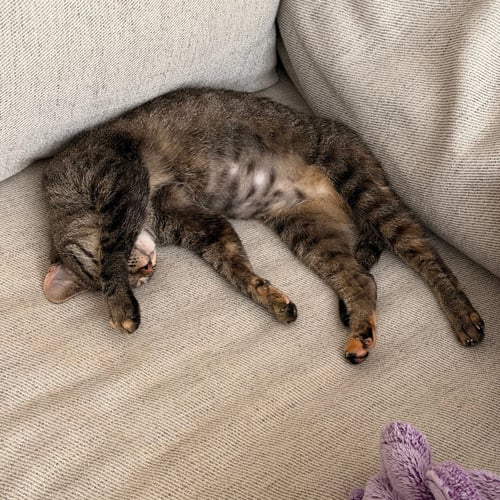 POPPI - Domestic Short Hair available for adoption