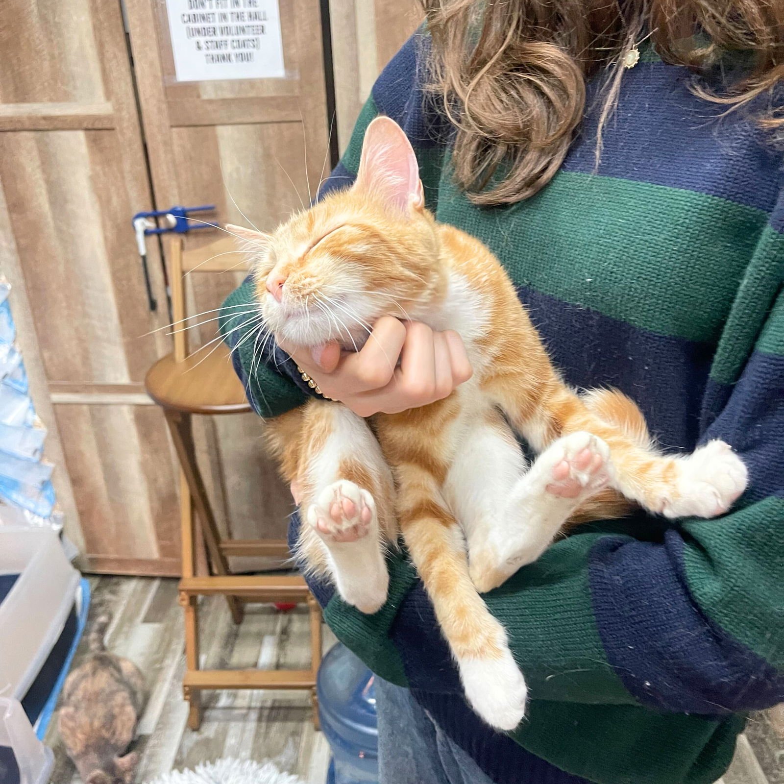 CLUB SANDWICH - Domestic Short Hair available for adoption