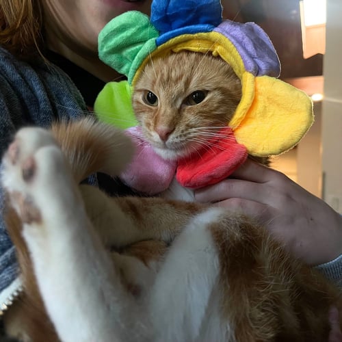 CLUB SANDWICH - Domestic Short Hair available for adoption