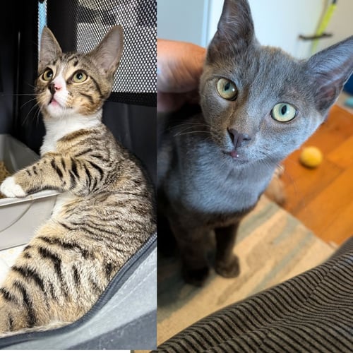 INKY & BLINKY - Domestic Short Hair available for adoption