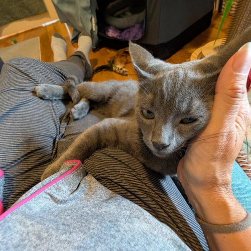 INKY & BLINKY - Domestic Short Hair available for adoption