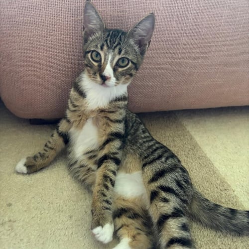 INKY & BLINKY - Domestic Short Hair available for adoption