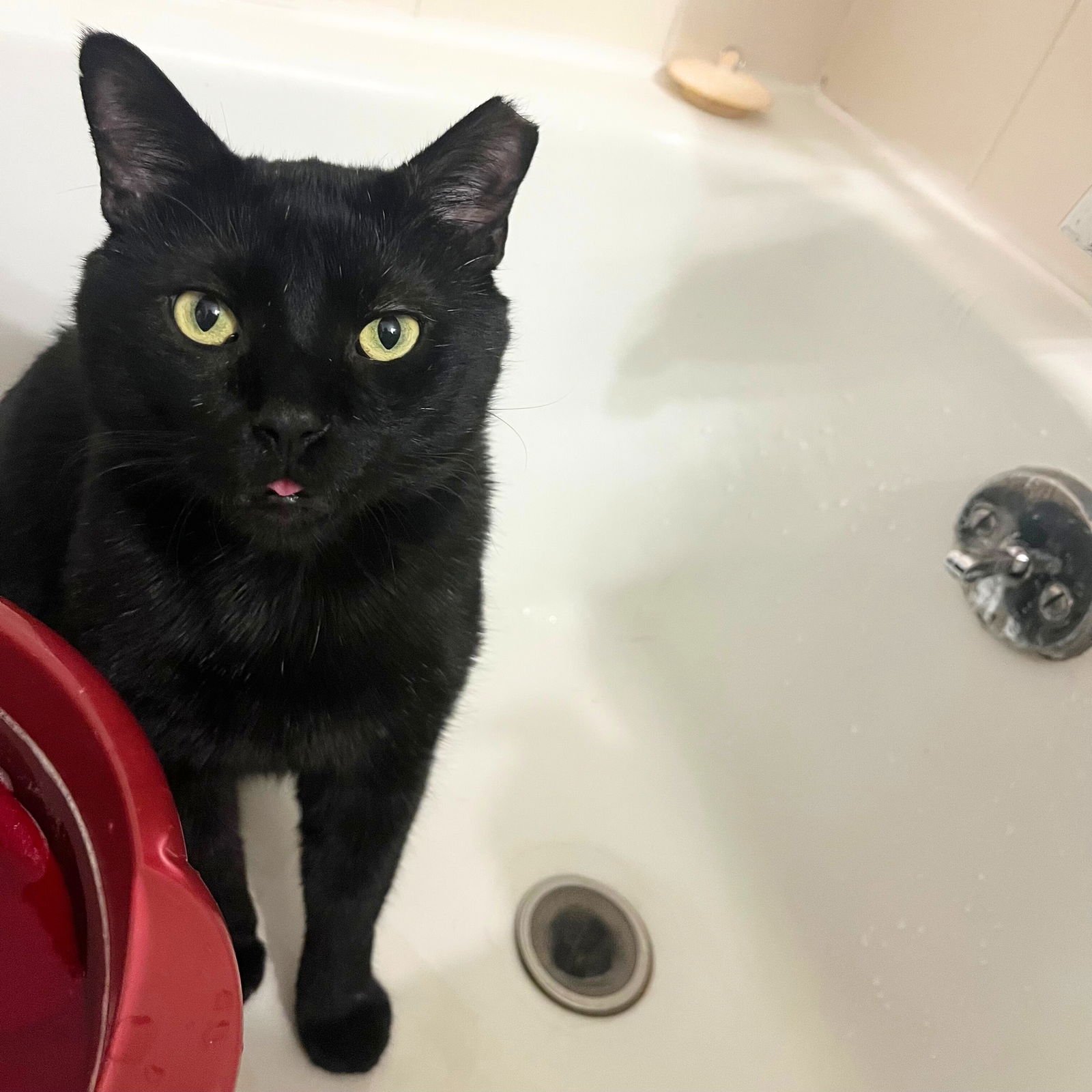 MISTER MOM - Domestic Short Hair available for adoption