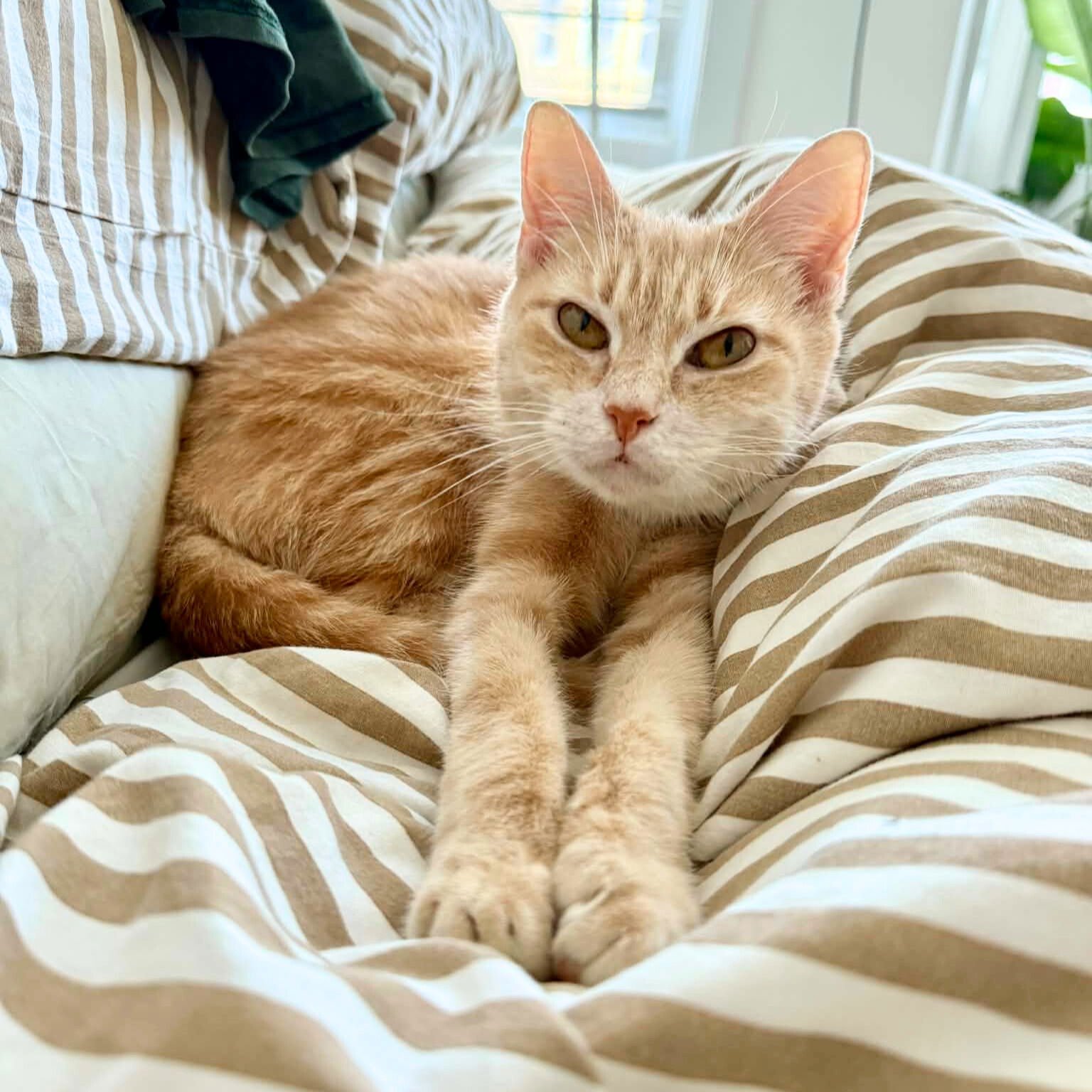 FENETRE - Domestic Short Hair available for adoption