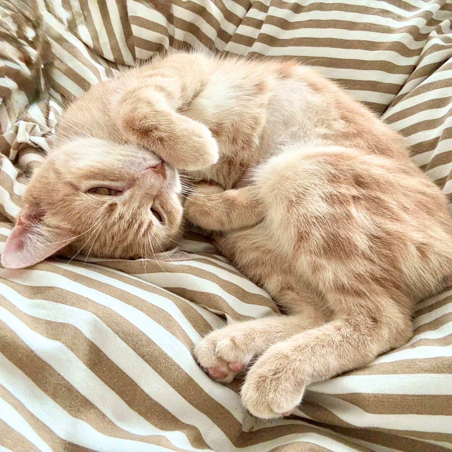 FENETRE - Domestic Short Hair available for adoption