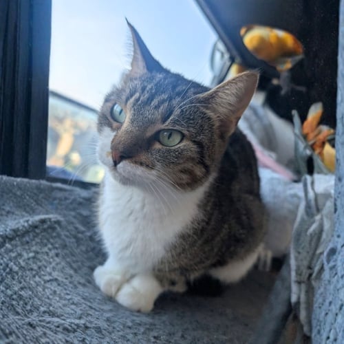 CANDYLAND & PICTIONARY - Domestic Short Hair available for adoption
