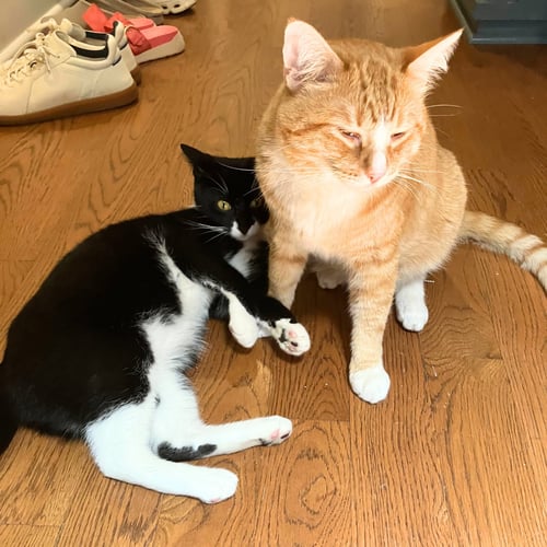 TONY THE TIGER & ELROY PEREZ - Domestic Short Hair available for adoption