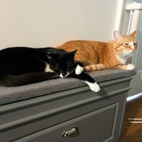 Tony the Tiger & Elroy Perez - Photo 3
