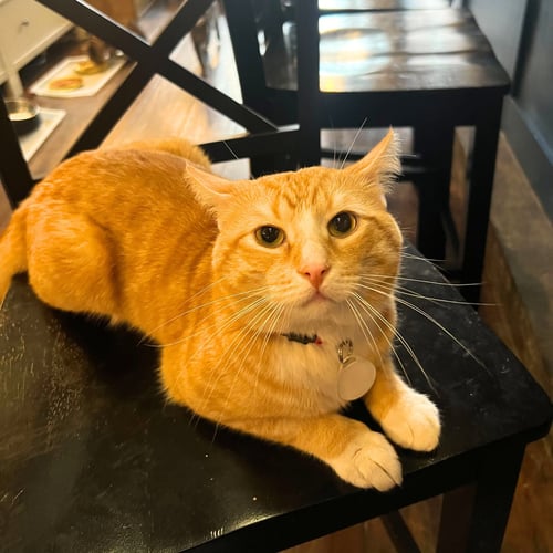 TONY THE TIGER & ELROY PEREZ - Domestic Short Hair available for adoption