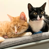 Tony the Tiger & Elroy Perez - Photo 5