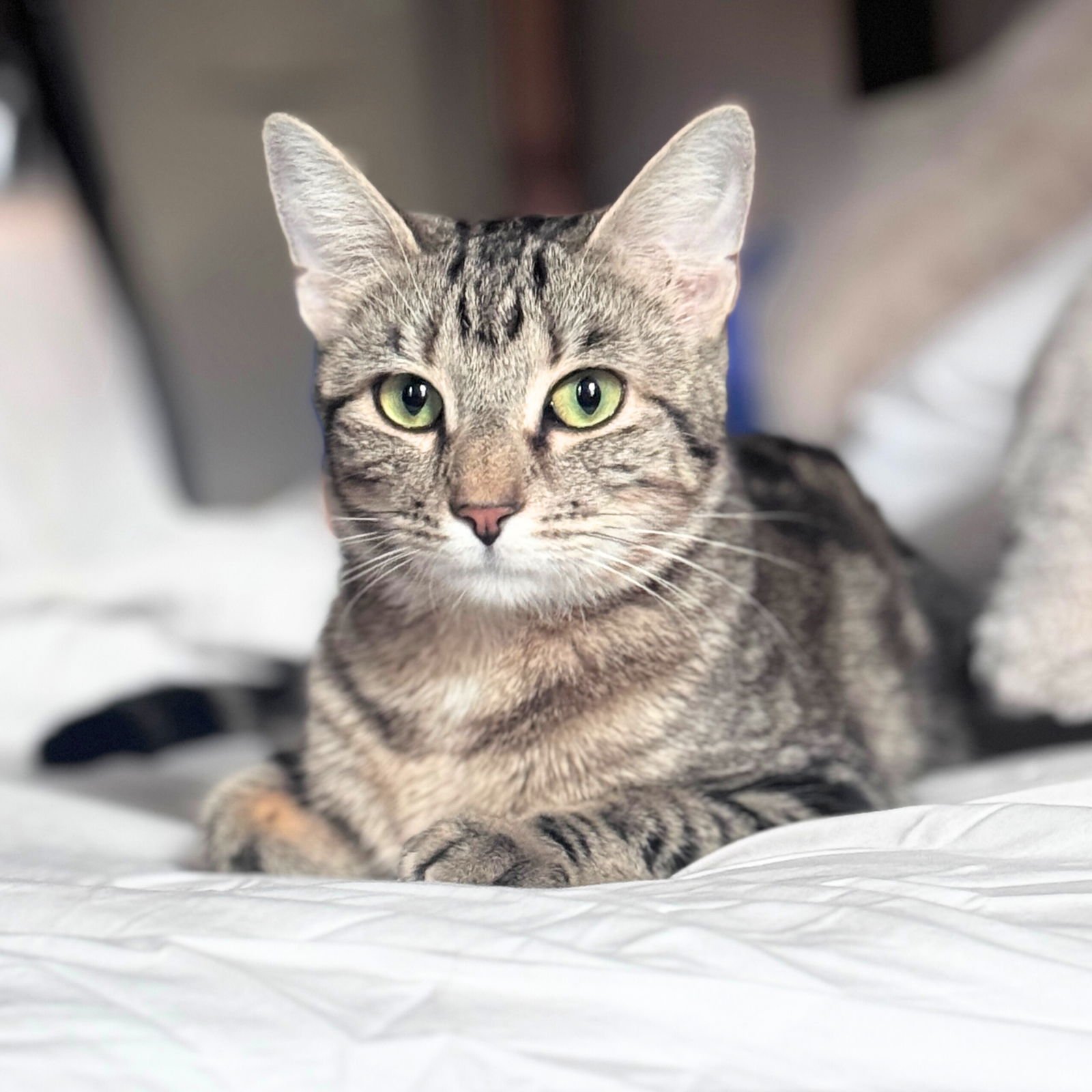 MERLE - Domestic Short Hair for adoption in Jersey City