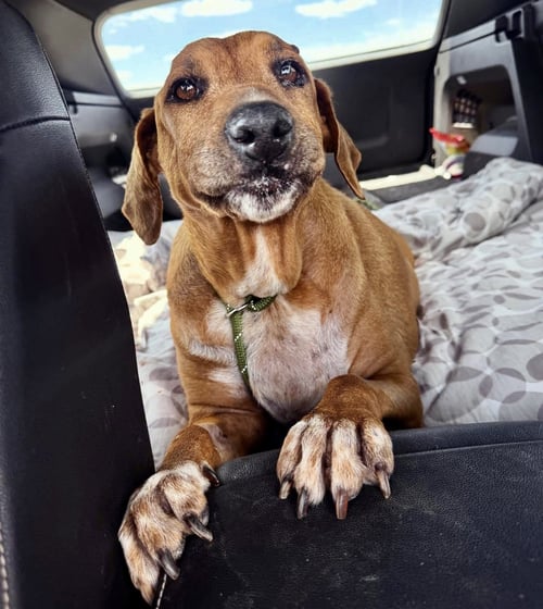 QUINN - Beagle available for adoption