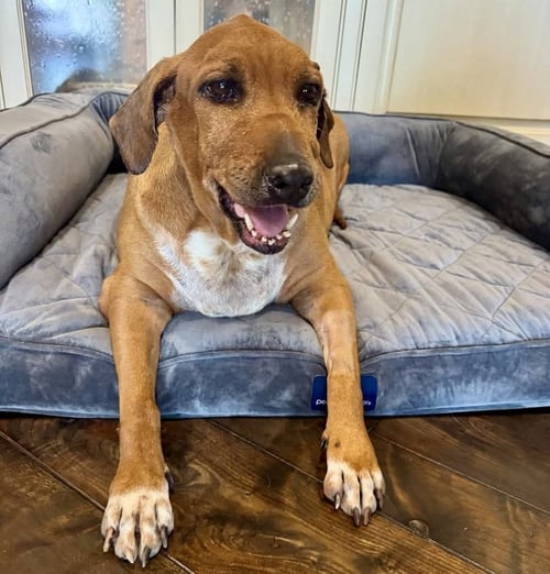 QUINN - Beagle available for adoption