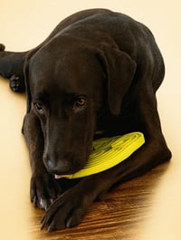 Levi - Photo 11