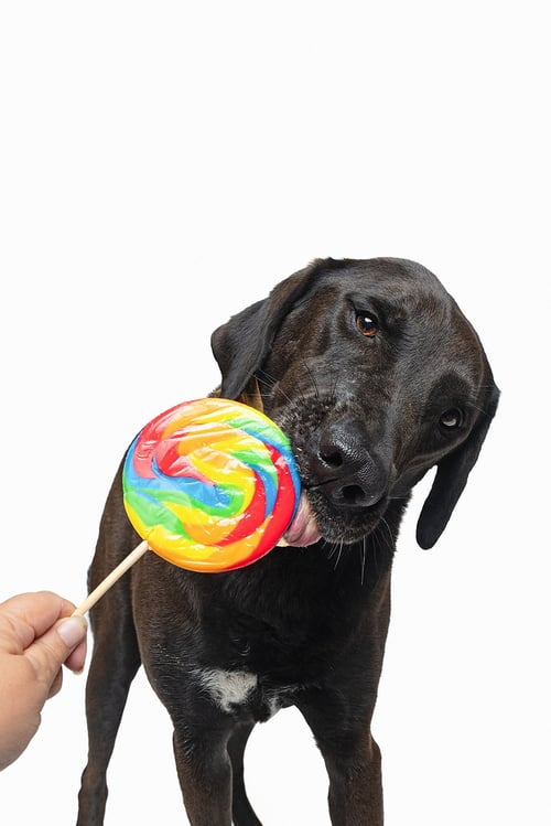 LEVI - Chocolate Labrador Retriever / Labrador Retriever available for adoption