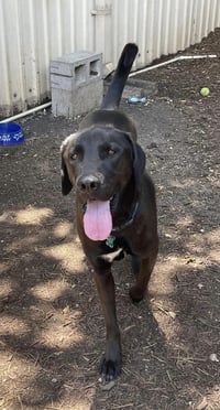 Levi - Photo 19