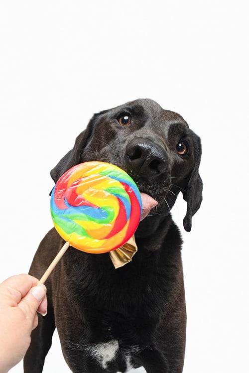 LEVI - Chocolate Labrador Retriever / Labrador Retriever for adoption in Houston