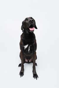 Levi - Photo 8