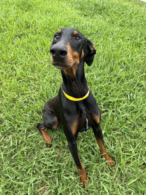CALYPSO - Doberman Pinscher for adoption in Houston