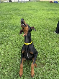 Calypso - Photo 3