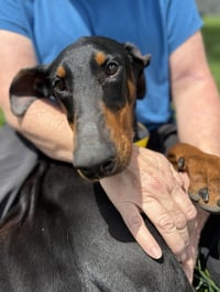 Calypso - Photo 4