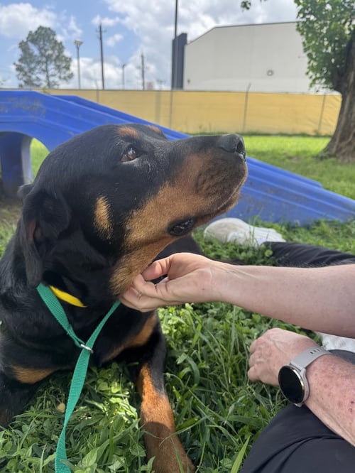 DELTA - Rottweiler available for adoption