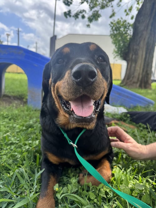 DELTA - Rottweiler for adoption in Houston