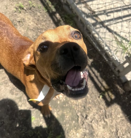 SUKI - Boxer / Hound available for adoption