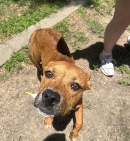SUKI - Boxer / Hound available for adoption