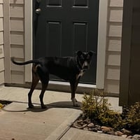 Duke - Photo 9