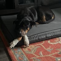 Duke - Photo 5