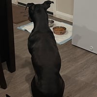 Duke - Photo 10