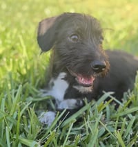 MacKenzie - Photo 5