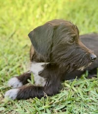 MacKenzie - Photo 9