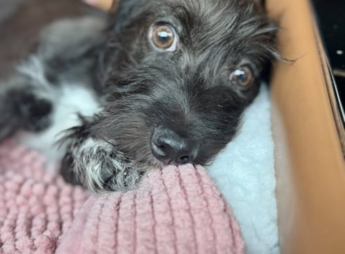 MACKENZIE - Scottish Terrier Scottie / Corgi available for adoption