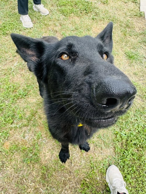 MAVERICK - German Shepherd Dog available for adoption