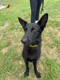 Maverick - Photo 3