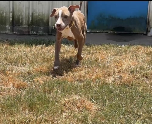 XENA - Pit Bull Terrier / Pointer available for adoption