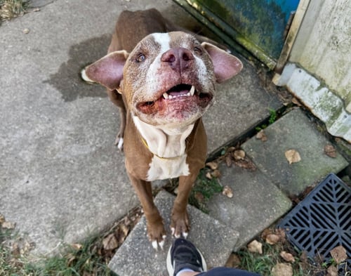 XENA - Pit Bull Terrier / Pointer available for adoption